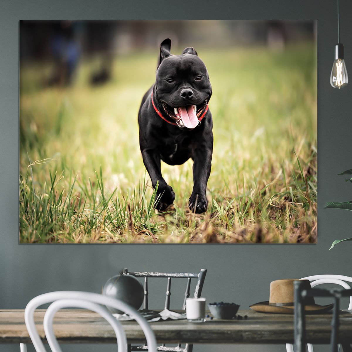 English staffordshire bull terrier running in road Canvas Print or Poster