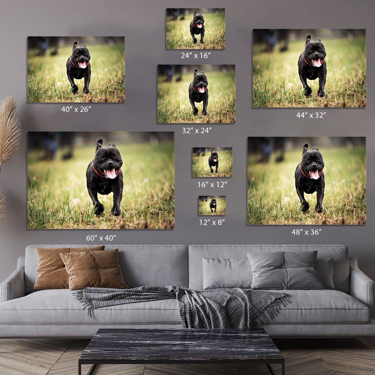 English staffordshire bull terrier running in road Canvas Print or Poster
