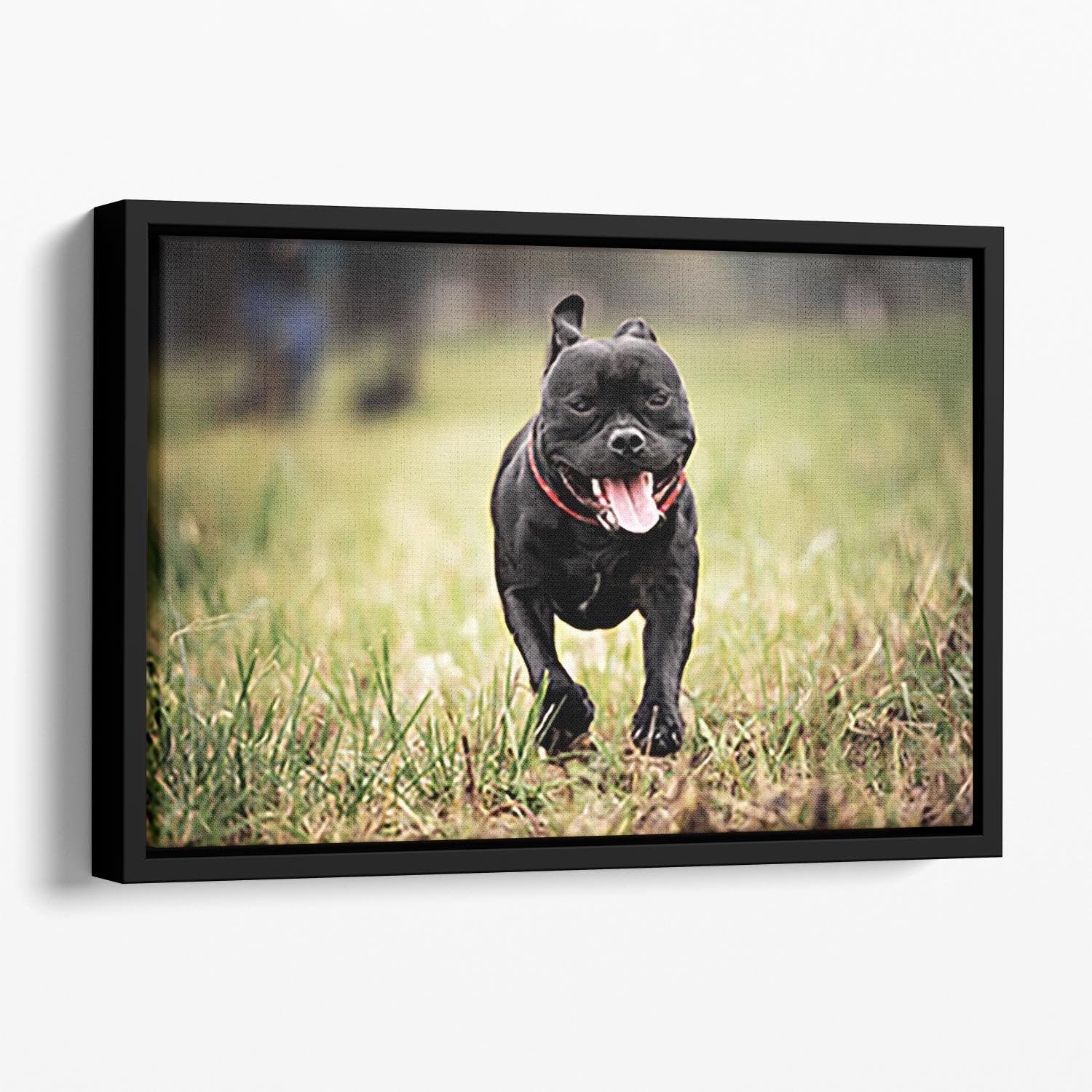 English staffordshire bull terrier running in road Floating Framed Canvas - Canvas Art Rocks - 1