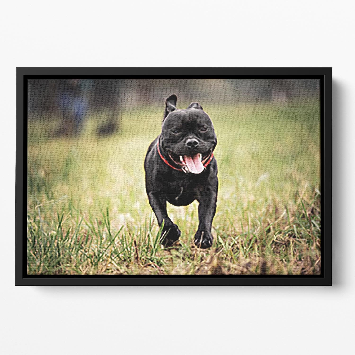 English staffordshire bull terrier running in road Floating Framed Canvas - Canvas Art Rocks - 2