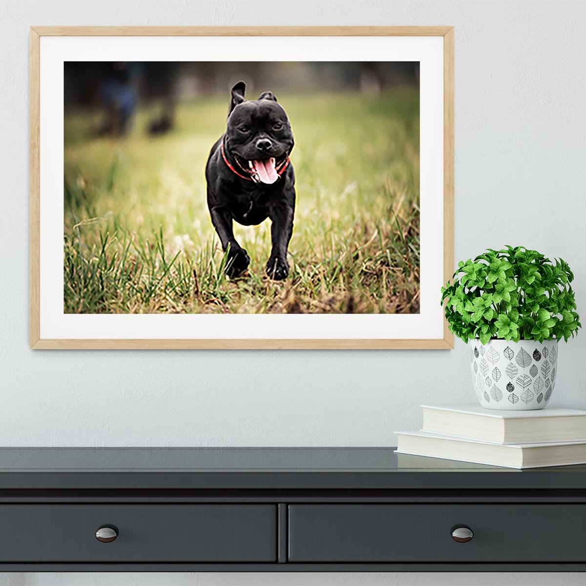English staffordshire bull terrier running in road Framed Print - Canvas Art Rocks - 3