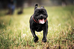 English staffordshire bull terrier running in road Wall Mural Wallpaper - Canvas Art Rocks - 1