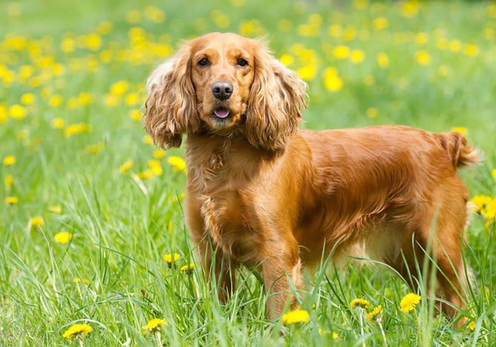 Englishl cocker spaniel on the grass Wall Mural Wallpaper