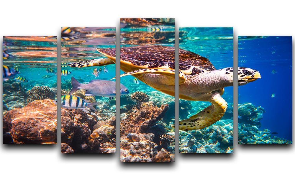 Eretmochelys imbricata 5 Split Panel Canvas  - Canvas Art Rocks - 1