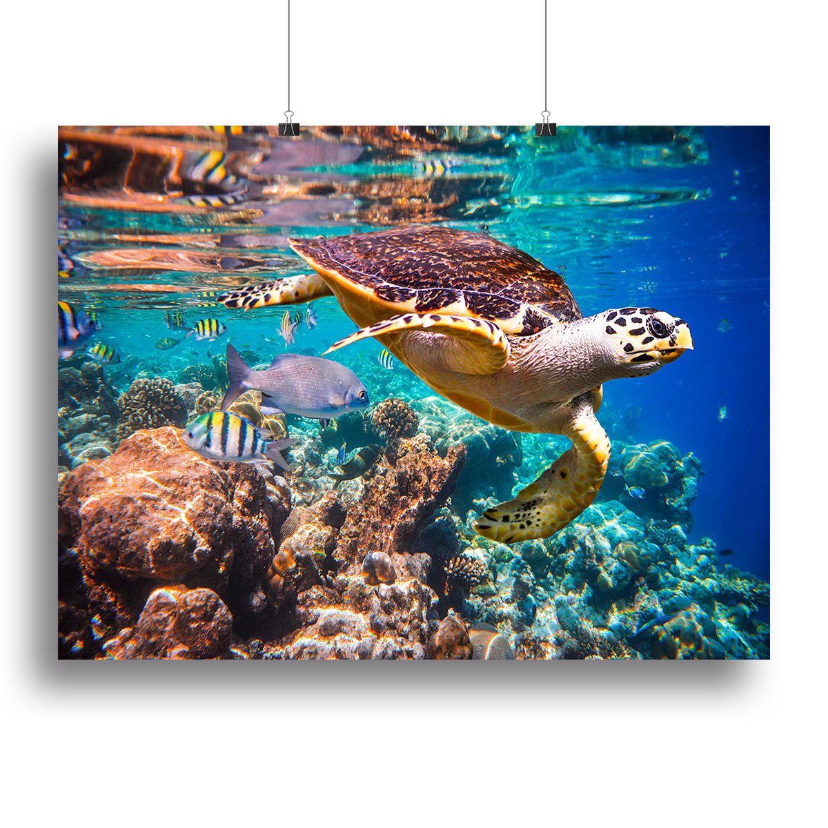 Eretmochelys imbricata Canvas Print or Poster