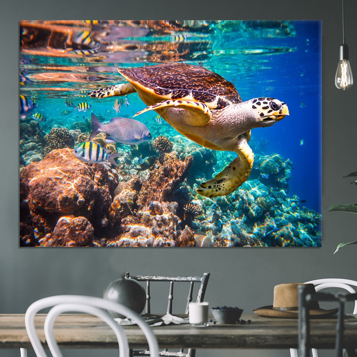 Eretmochelys imbricata Canvas Print or Poster