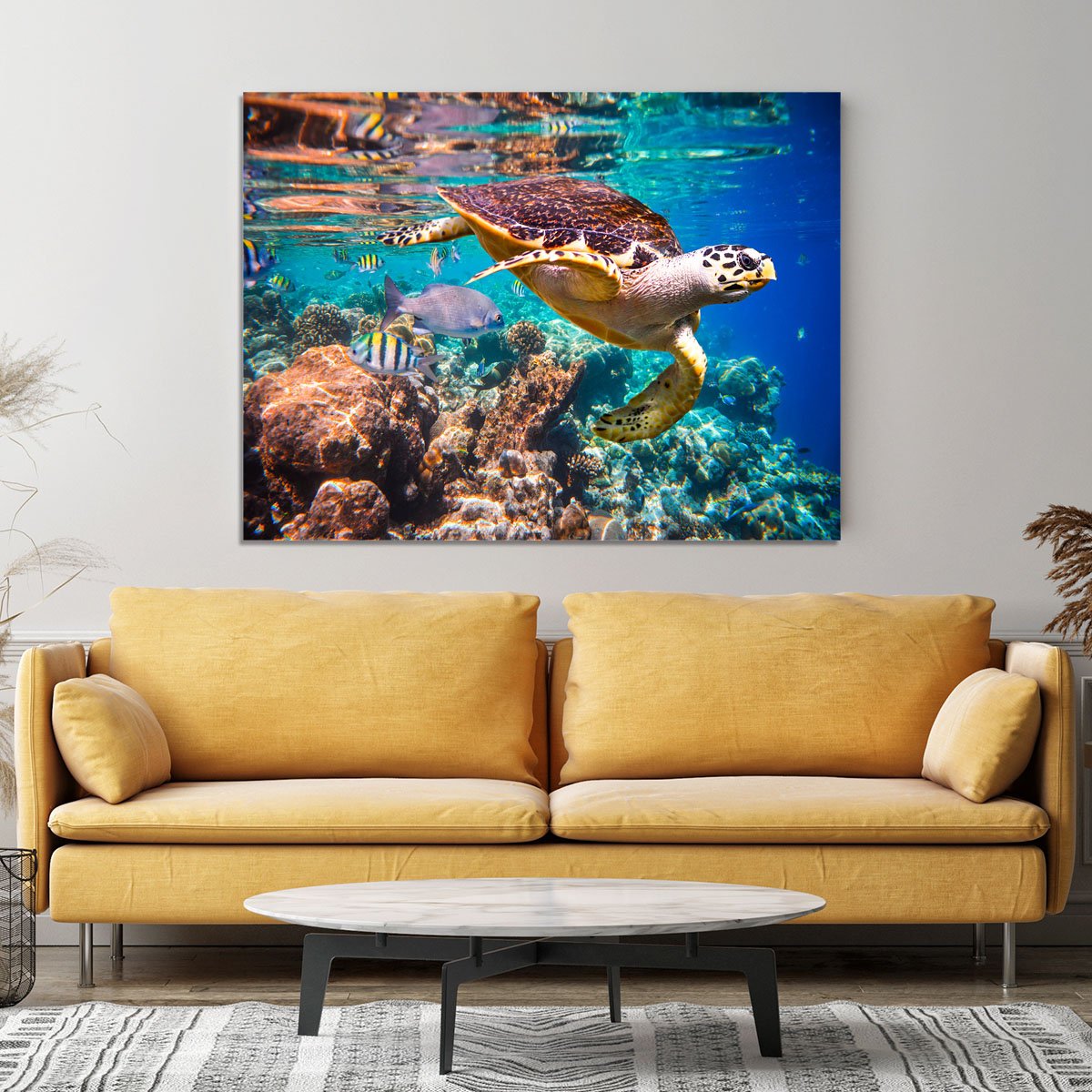Eretmochelys imbricata Canvas Print or Poster