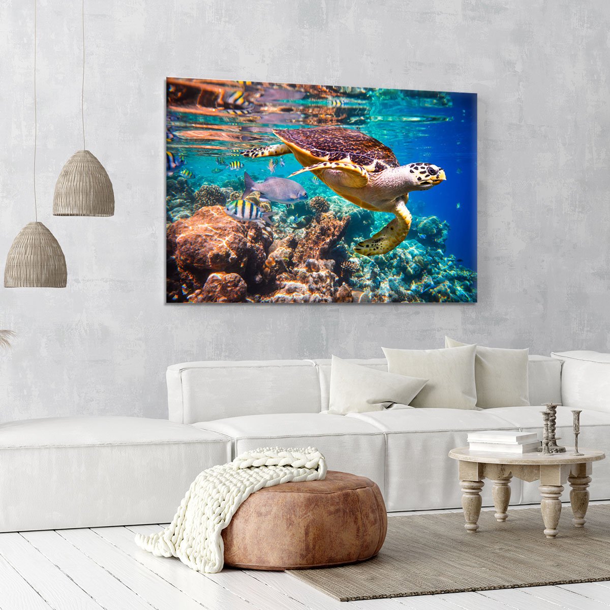Eretmochelys imbricata Canvas Print or Poster