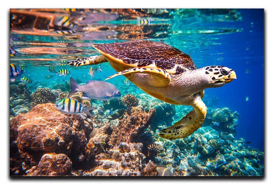 Eretmochelys imbricata Canvas Print or Poster  - Canvas Art Rocks - 1