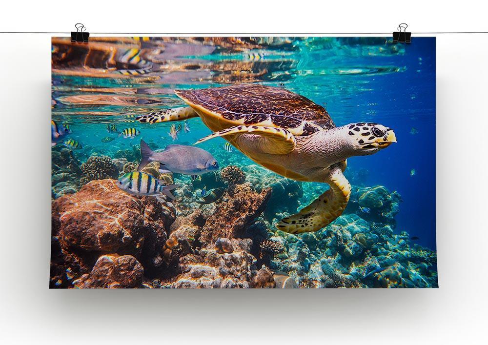 Eretmochelys imbricata Canvas Print or Poster - Canvas Art Rocks - 2