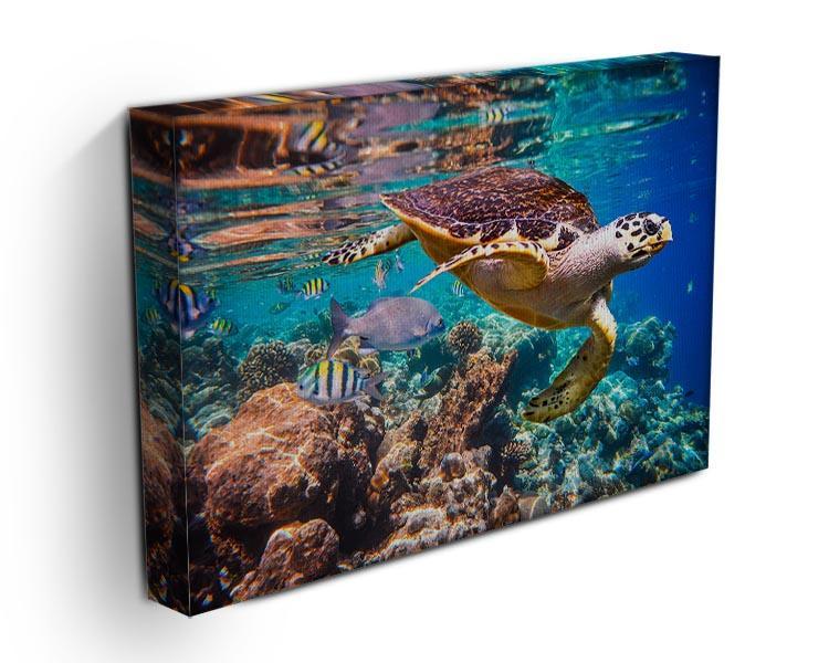 Eretmochelys imbricata Canvas Print or Poster - Canvas Art Rocks - 3