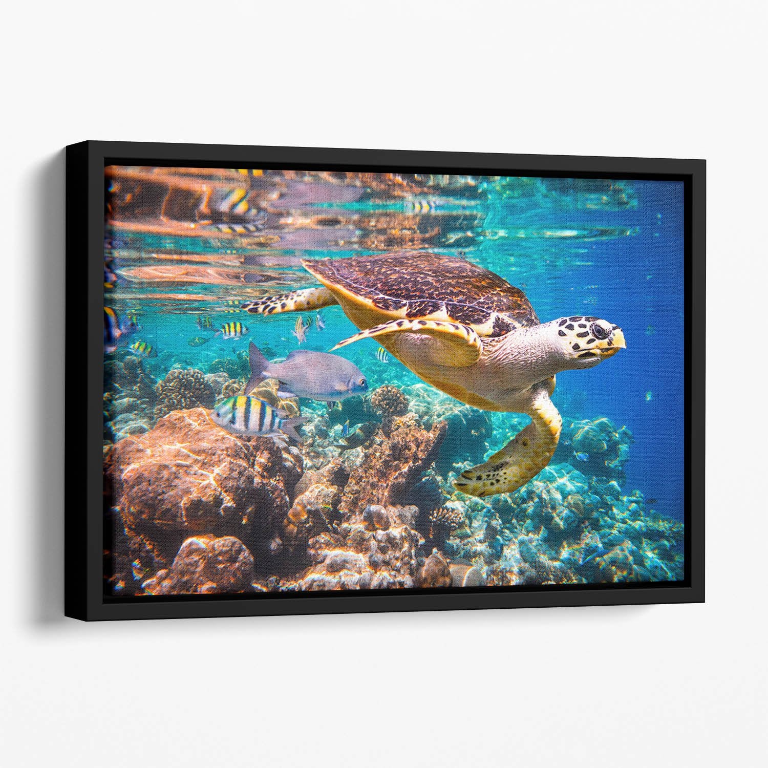 Eretmochelys imbricata Floating Framed Canvas