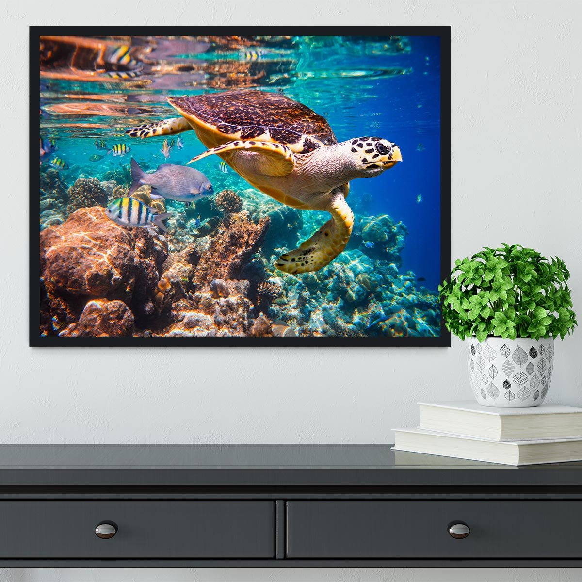 Eretmochelys imbricata Framed Print - Canvas Art Rocks - 2