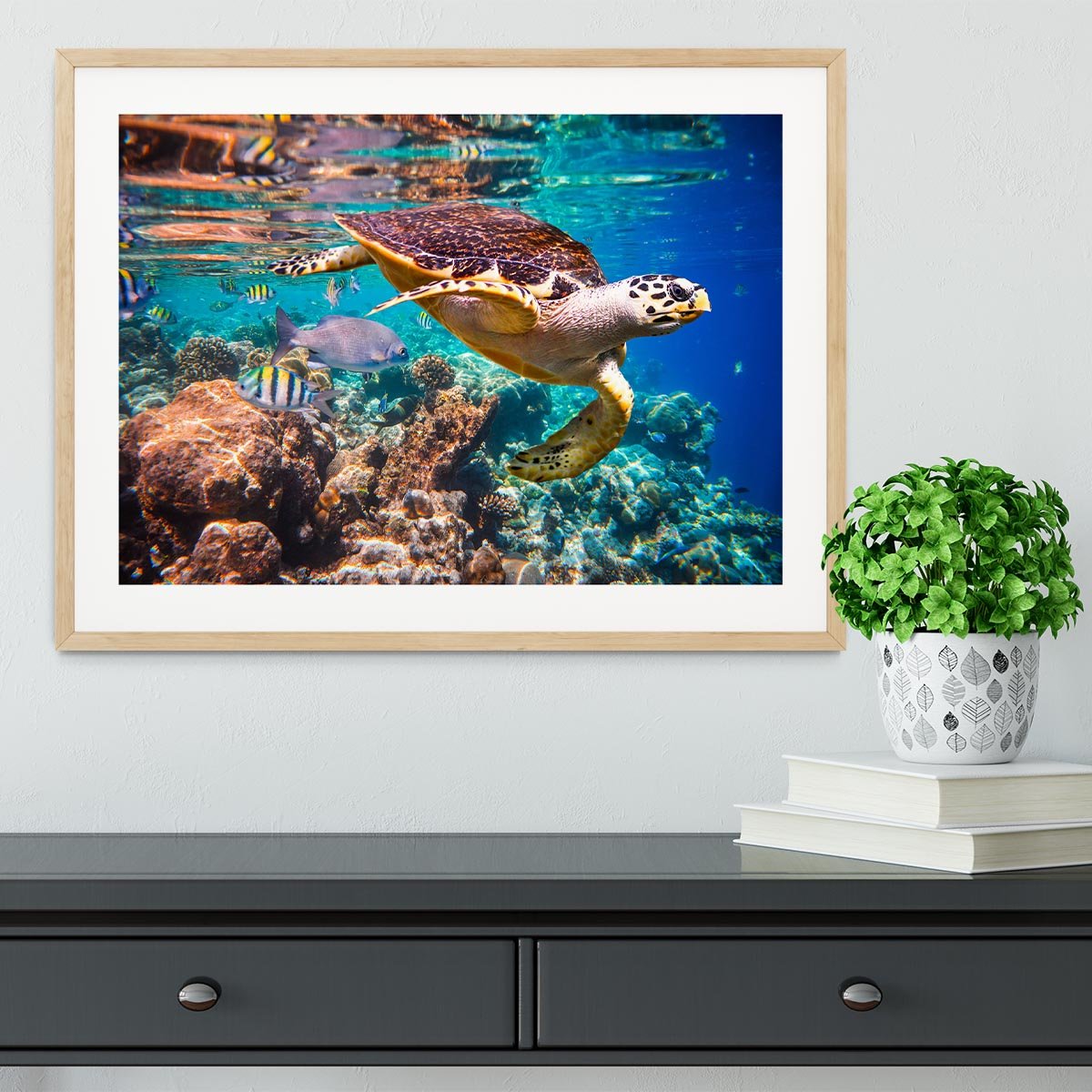 Eretmochelys imbricata Framed Print - Canvas Art Rocks - 3