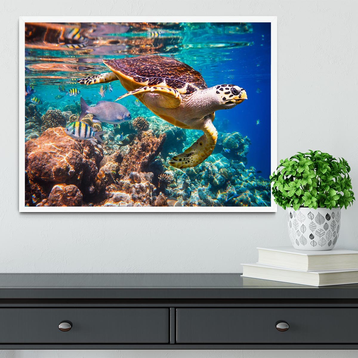 Eretmochelys imbricata Framed Print - Canvas Art Rocks -6