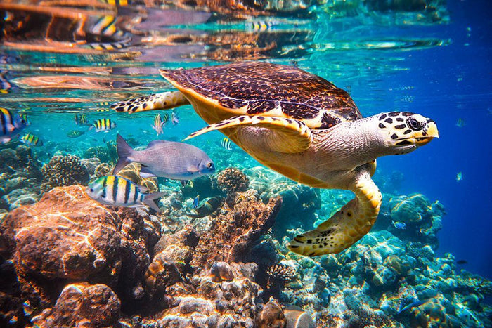 Eretmochelys imbricata Wall Mural Wallpaper