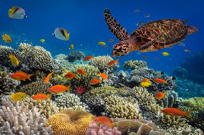 Eretmochelys imbricata floats under water Wall Mural Wallpaper