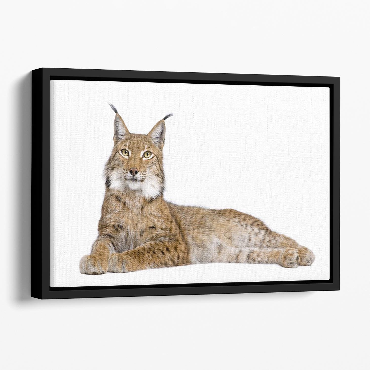 Eurasian Lynx Floating Framed Canvas - Canvas Art Rocks - 1