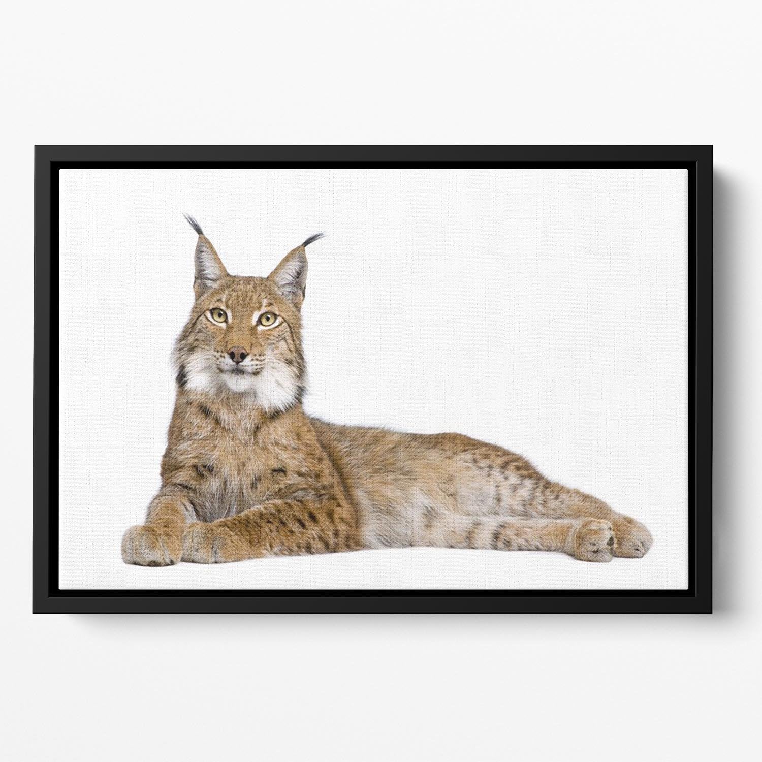 Eurasian Lynx Floating Framed Canvas - Canvas Art Rocks - 2