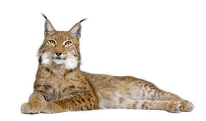 Eurasian Lynx Wall Mural Wallpaper - Canvas Art Rocks - 1