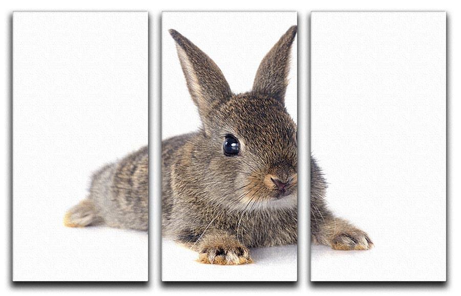 European rabbit in front of white background 3 Split Panel Canvas Print - Canvas Art Rocks - 1