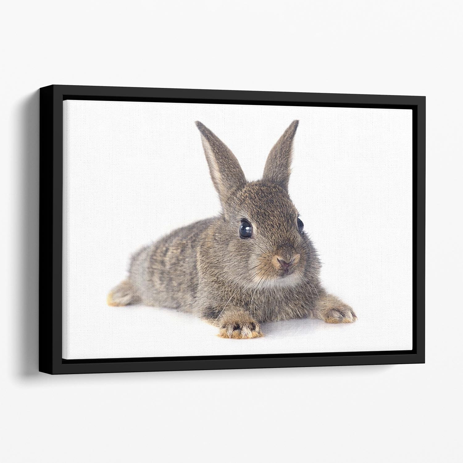 European rabbit in front of white background Floating Framed Canvas - Canvas Art Rocks - 1