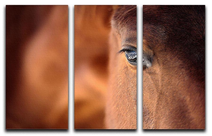 Eye of Arabian bay horse 3 Split Panel Canvas Print - Canvas Art Rocks - 1