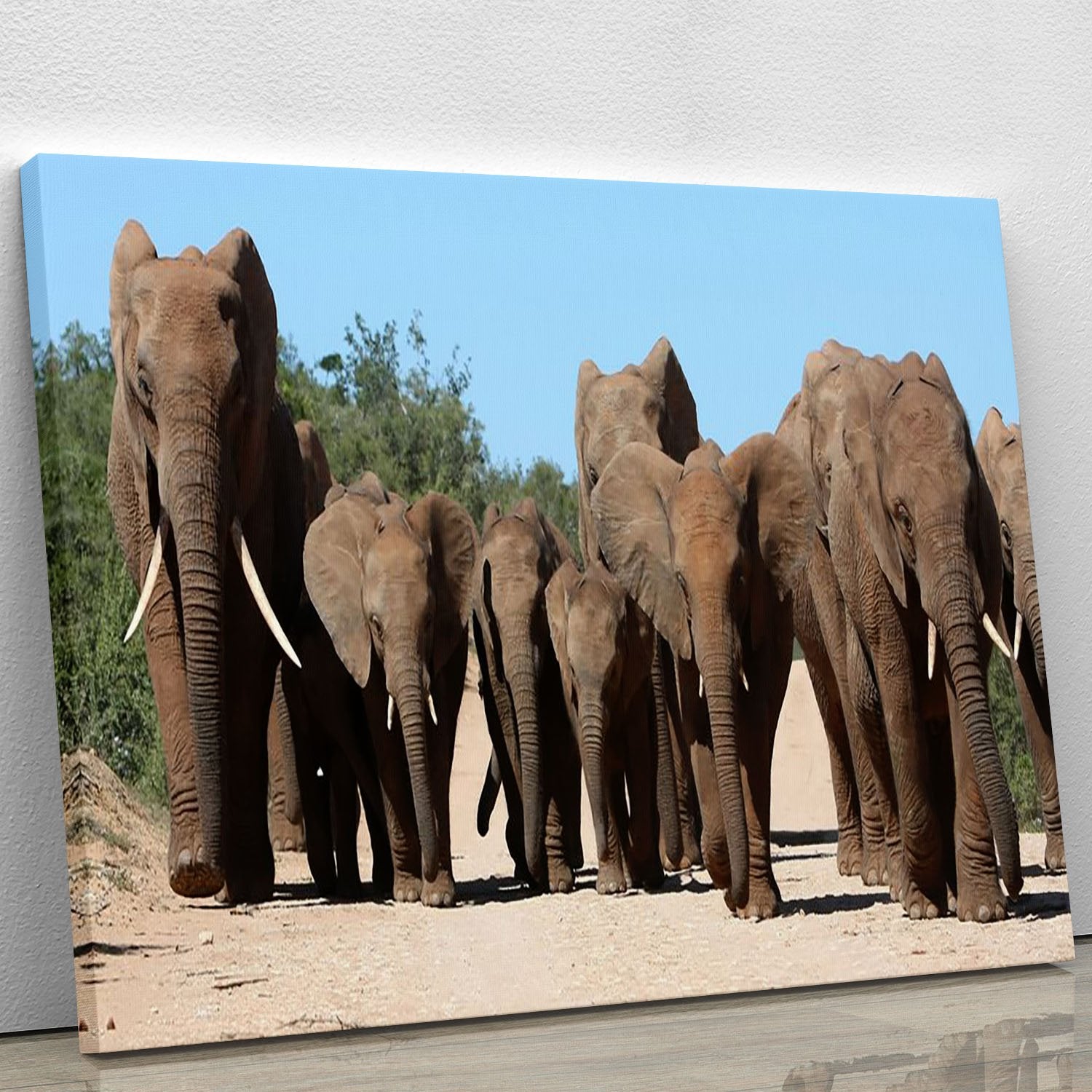 Family herd of African elephants on the move Canvas Print or Poster