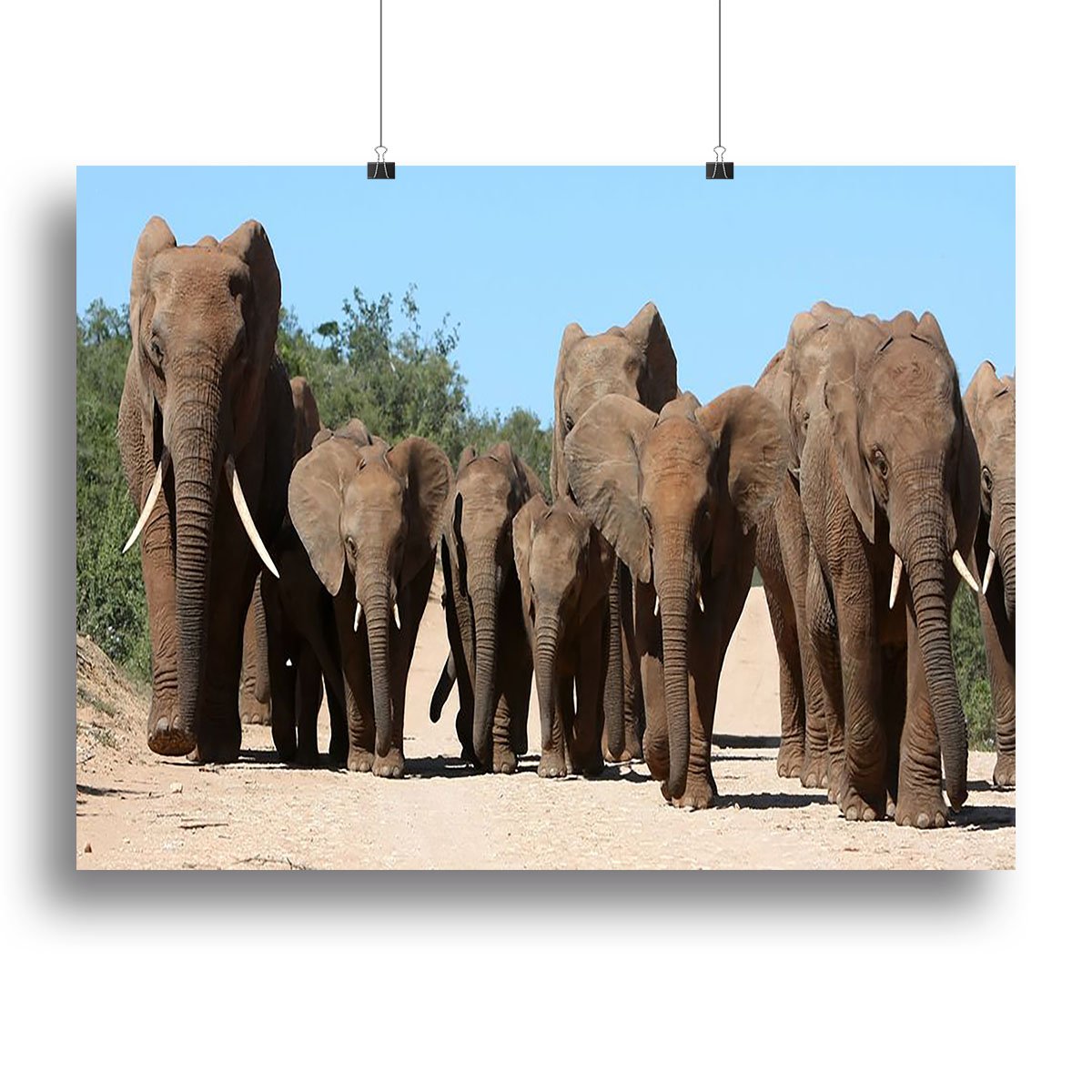 Family herd of African elephants on the move Canvas Print or Poster