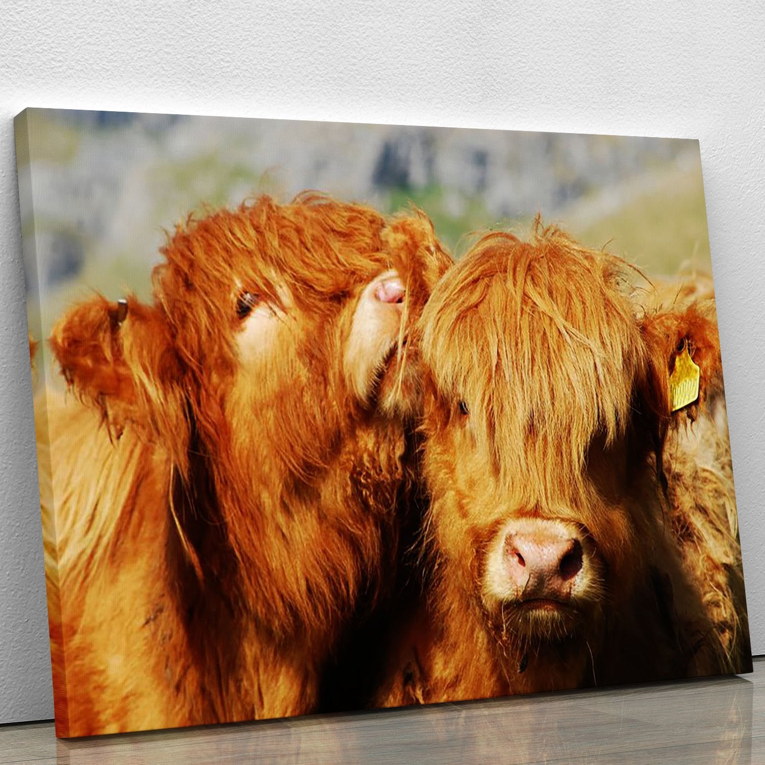 Farm cows Canvas Print or Poster