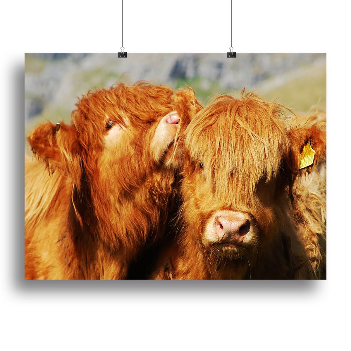 Farm cows Canvas Print or Poster