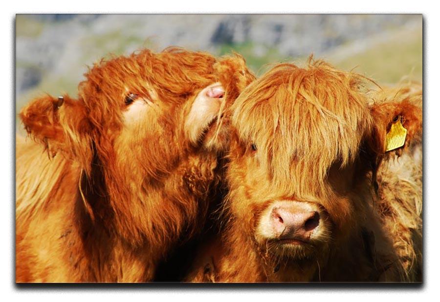 Farm cows Canvas Print or Poster - Canvas Art Rocks - 1