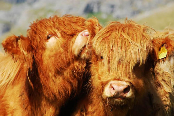 Farm cows Wall Mural Wallpaper
