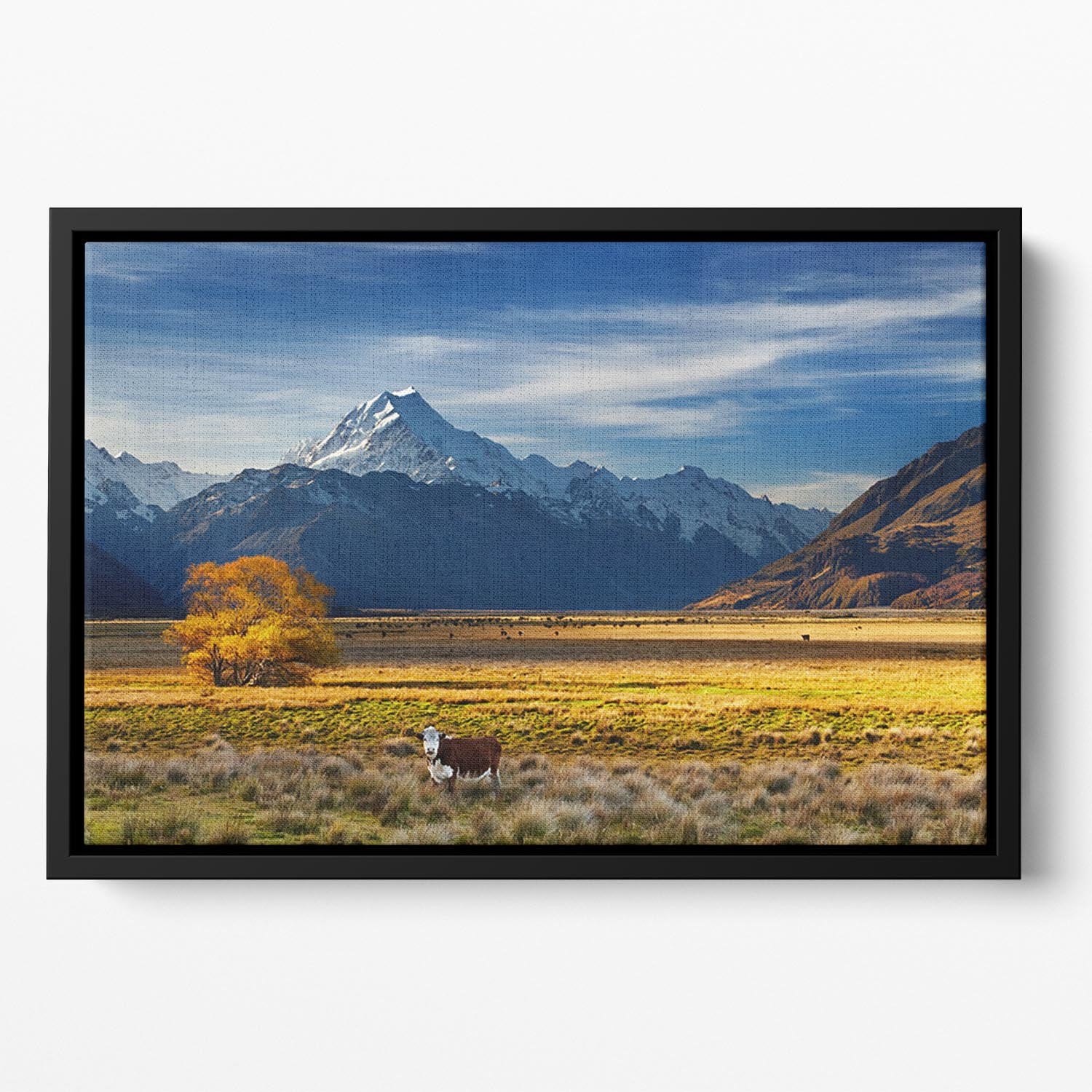Farmland with grazing cows and Mount Cook Floating Framed Canvas - Canvas Art Rocks - 2