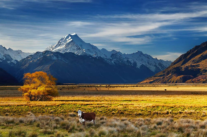Farmland with grazing cows and Mount Cook Wall Mural Wallpaper