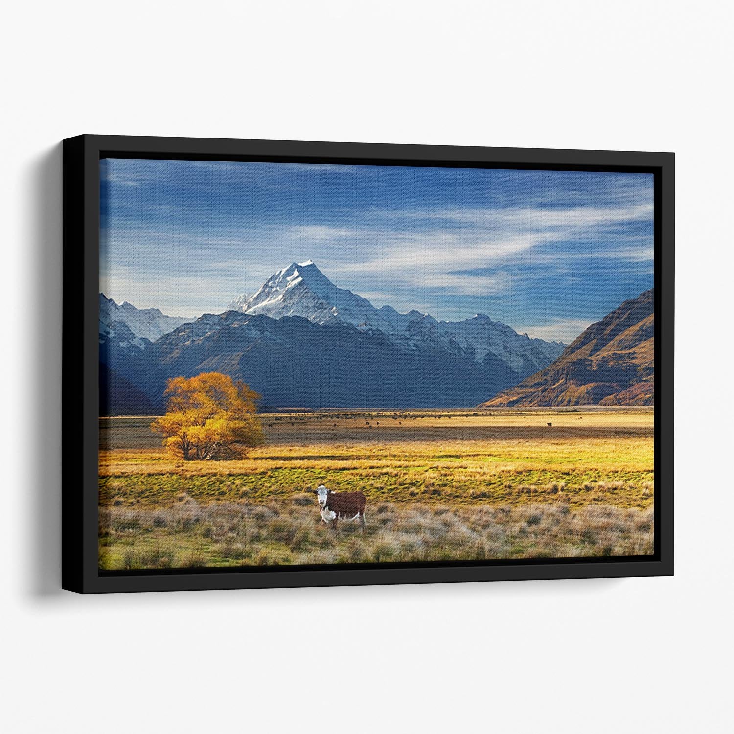 Farmland with grazing cows and Mount Cook on background Floating Framed Canvas - Canvas Art Rocks - 1