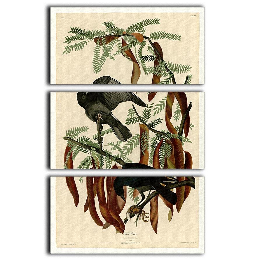 Fish Crow by Audubon 3 Split Panel Canvas Print - Canvas Art Rocks - 1