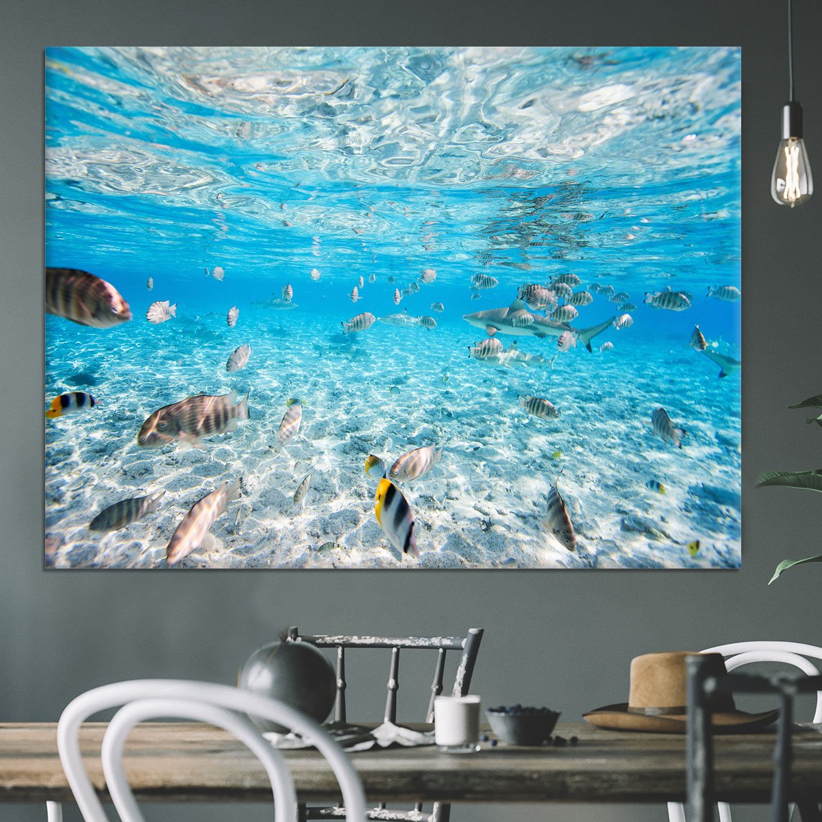Fish and black tipped sharks Canvas Print or Poster