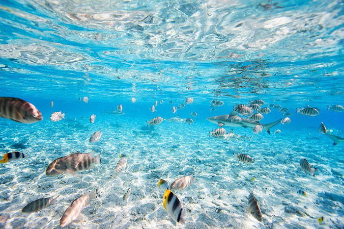Fish and black tipped sharks Wall Mural Wallpaper