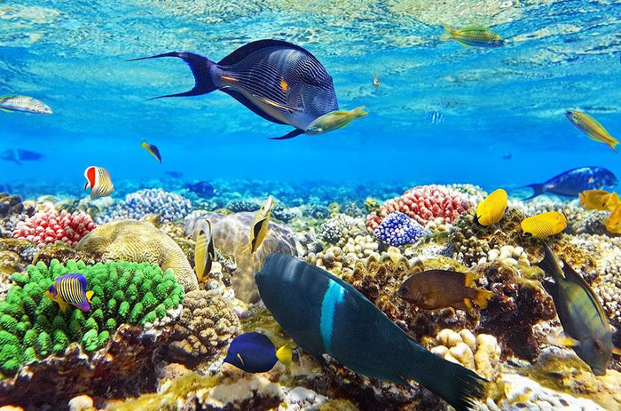 Fish in the Red Sea Wall Mural Wallpaper