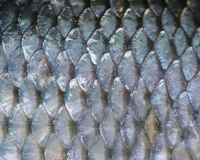 Fish scales Wall Mural Wallpaper