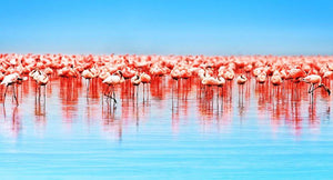 Flamingo birds in the lake Nakuru Wall Mural Wallpaper - Canvas Art Rocks - 1