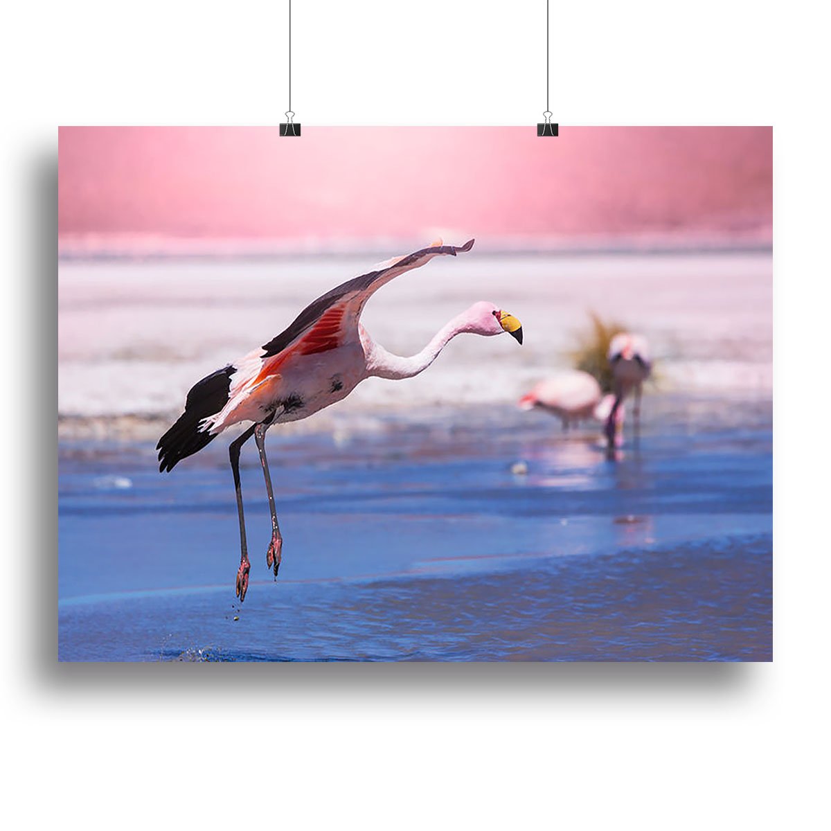 Flamingo in Bolivia Canvas Print or Poster