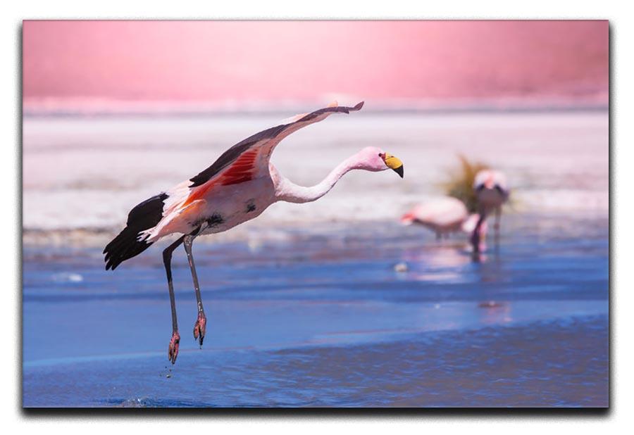 Flamingo in Bolivia Canvas Print or Poster - Canvas Art Rocks - 1