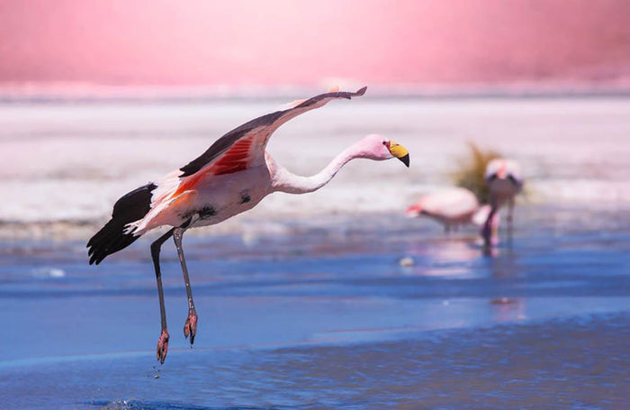 Flamingo in Bolivia Wall Mural Wallpaper