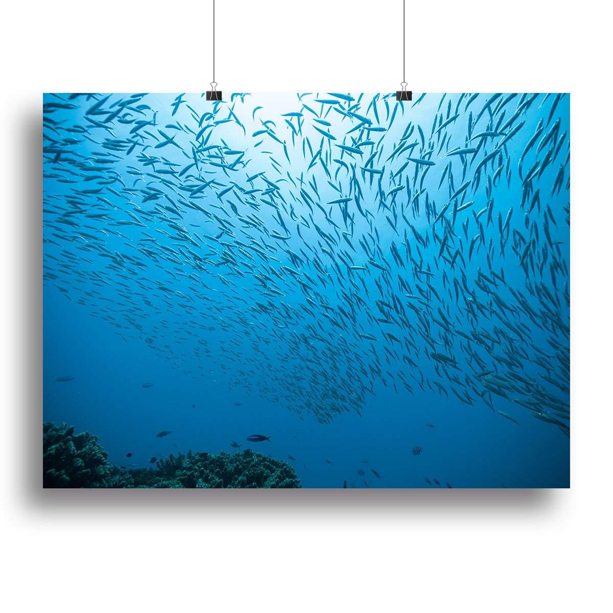 Flock of fish flowing Canvas Print or Poster