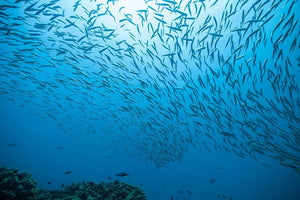 Flock of fish flowing Wall Mural Wallpaper - Canvas Art Rocks - 1