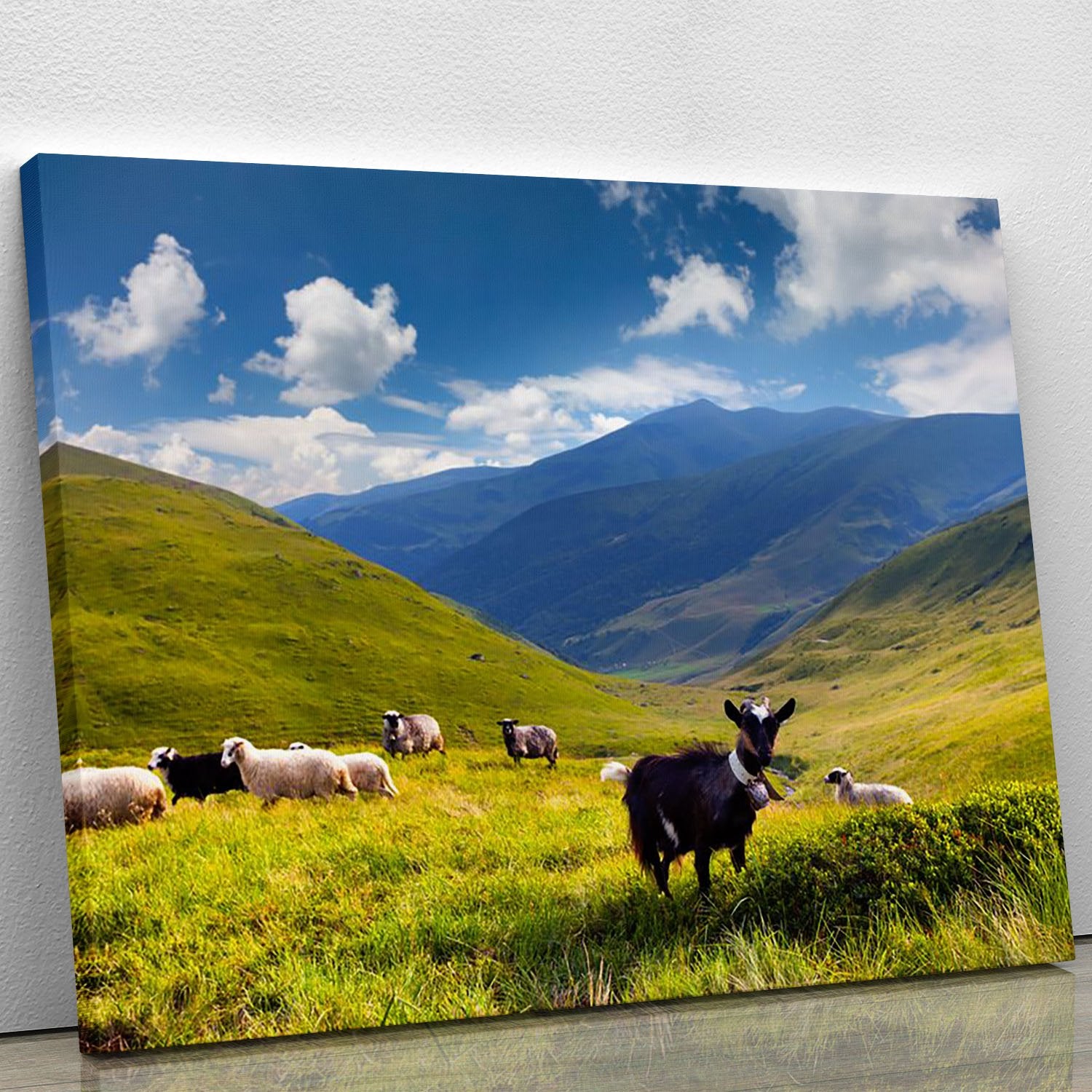 Flock of sheep and goat in the mountains Canvas Print or Poster