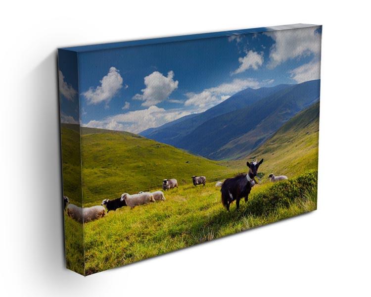 Flock of sheep and goat in the mountains Canvas Print or Poster - Canvas Art Rocks - 3