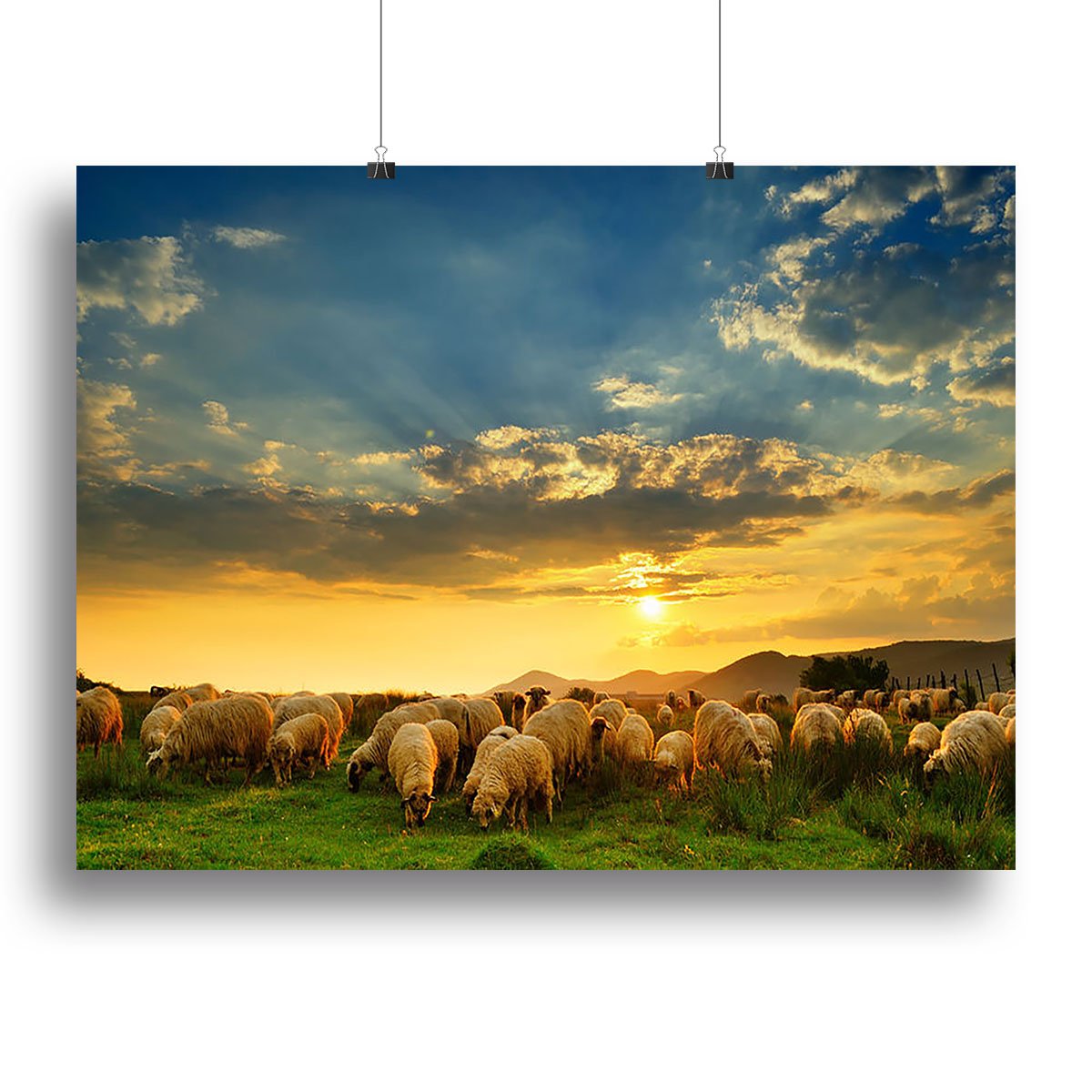 Flock of sheep grazing in a hill at sunset Canvas Print or Poster